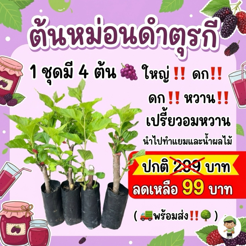 ( พร้อมส่ง ‼️ ) ต้นหม่อนดำตุรกี 1 ชุดมี 4 ต้น 🍇 ใหญ่ ‼️ ดก ‼️ หวาน ‼️ เปรี้ยวอมหวาน ผลดก นำไปทำแยมและน้ำผลไม้ 🚚🌳