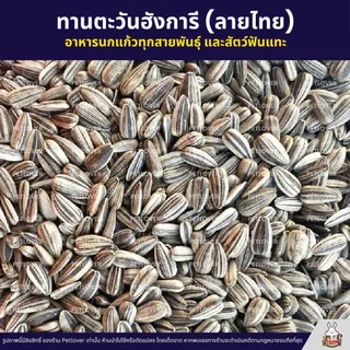 ทานตะวันฮังการี ลายไทย เกรดA เม็ดเล็ก อาหารนกแก้ว และสัตว์ฟันแทะ สะอาด ร่อนฝุ่น (แบ่งขาย 500G / 1KG)