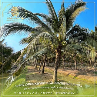 🇹🇭Oishi-fresh🌴มะพร้าวน้ำหอม สนับสนุนคนไทย รสชาติหวาน หอม สด ใหม่ ใยอาหารสูง หวานออร์แกนิค