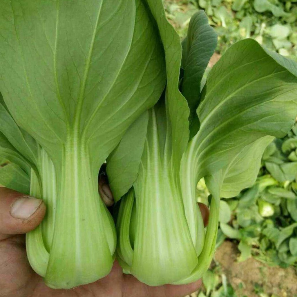 เมล็ดพันธุ์ ผักเบบี้ฮ้องเต้ บรรจุ 500เมล็ด Pak Choi Seeds Organic Vegetable Seeds for Planting 100% เมล็ดงอกสูง ปลูกง่าย