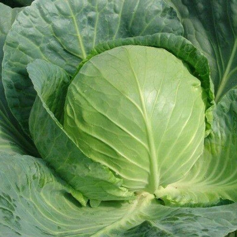 เมล็ดพันธุ์กะหล่ำปี (Cabbage seeds) ทรอปปิคอลซัน F1 เมล็ดพันธุ์ผัก เมล็ดพันธุ์ ผักสวนครัว