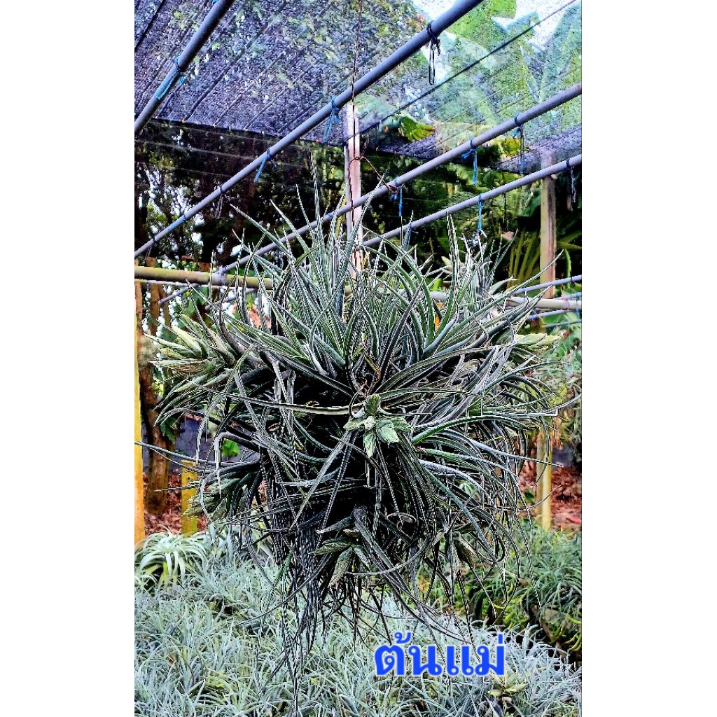 Tillandsia sitting pretty (ehlersiana×bulbosa) airplants