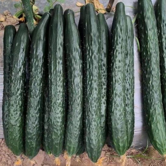 Cucumber Seeds, New Seeds, 30 Seeds Per Packet. แตงกวา ผักทานสด สวนครัว เหมาะแก่การทำสวน Cucumber Vegetable Seeds สายพัน - รูปที่ 4