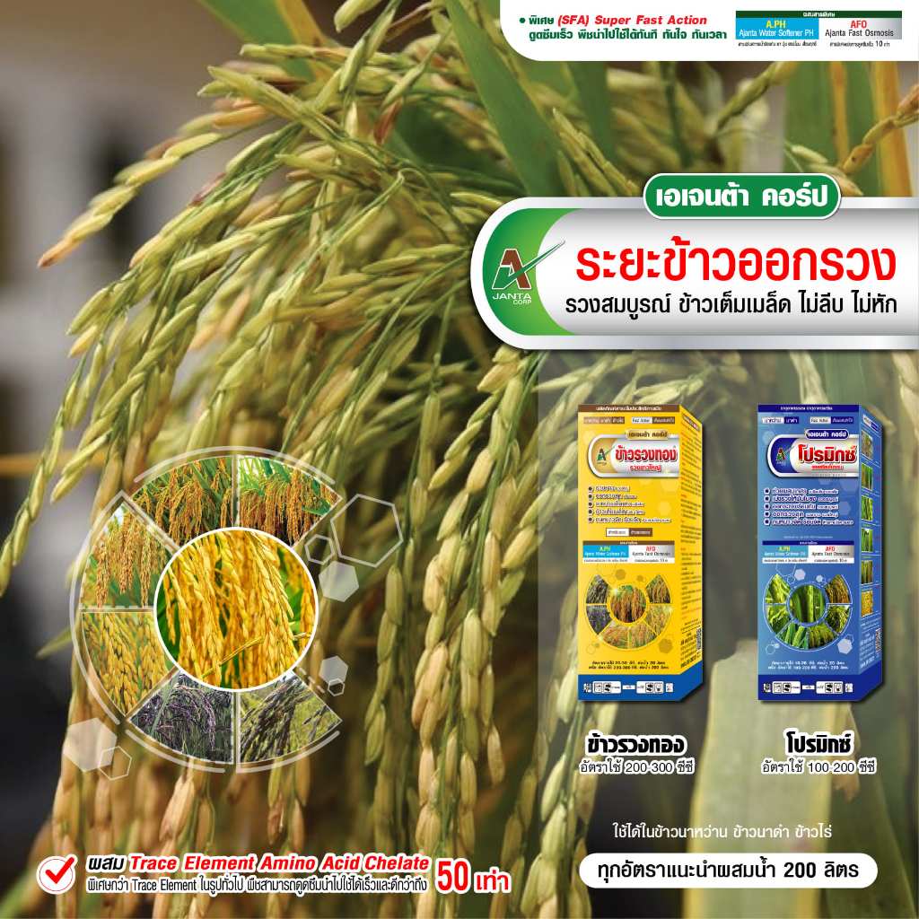 บำรุงนาข้าว ระยะออกรวง รวงยาวใหญ่ ลมเบ่ง เมล็ดเต่ง เมล็ดใส เต็มเมล็ด อะมิโนข้าว (แบบชุดคู่)