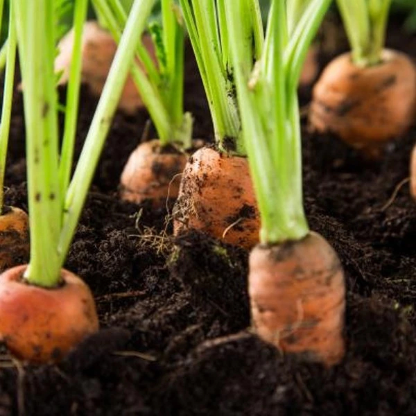 พืชผัก 1000 เมล็ด แครอท Carrots Vegetable Seed / KURODA CARROT SEEDS เมล็ดพันธุ์ให้ผลผลิตสูง เมล็ดพันธุ์ต้านโรค - รูปที่ 2