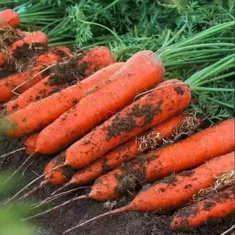 พืชผัก 1000 เมล็ด แครอท Carrots Vegetable Seed / KURODA CARROT SEEDS เมล็ดพันธุ์ให้ผลผลิตสูง เมล็ดพันธุ์ต้านโรค