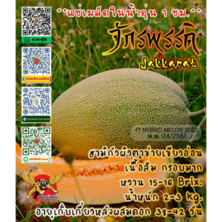 จักรพรรดิ์ (Jakkapat) 100 เมล็ด เมล่อนF1 เทพมงคลฟาร์ม แท้!!