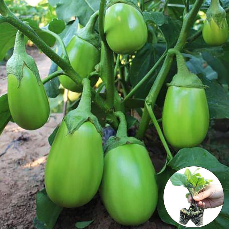 Dwarf Eggplant Seeds เมล็ดพันธุ์ มะเขือยักษ์ พันธุ์หยกภูพาน (Yok Poo Pan Giant Eggplant Seed) บรรจุ 