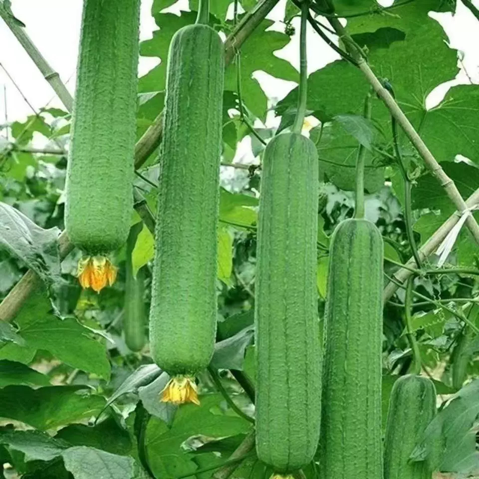 บวบหอม เมล็ดบวบหอม 10 เมล็ด ปลูกง่าย ผลผลิตสูง ปลูกง่าย อัตราการงอกสูง Patola Smooth Seeds การเก็บเกี่ยวงอกสูง