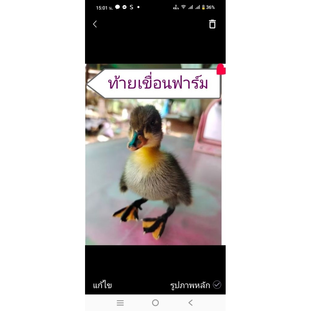 ไข่เชื้อเป็ดกากีแคมเบล ราคา ถูกที่สุด ดีลบีเคเค รูปภาพหลัก