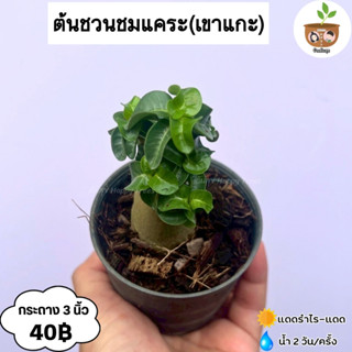 ต้นชวนชม จัดส่ง 2 ต้นขึ้นไป คละแบบได้