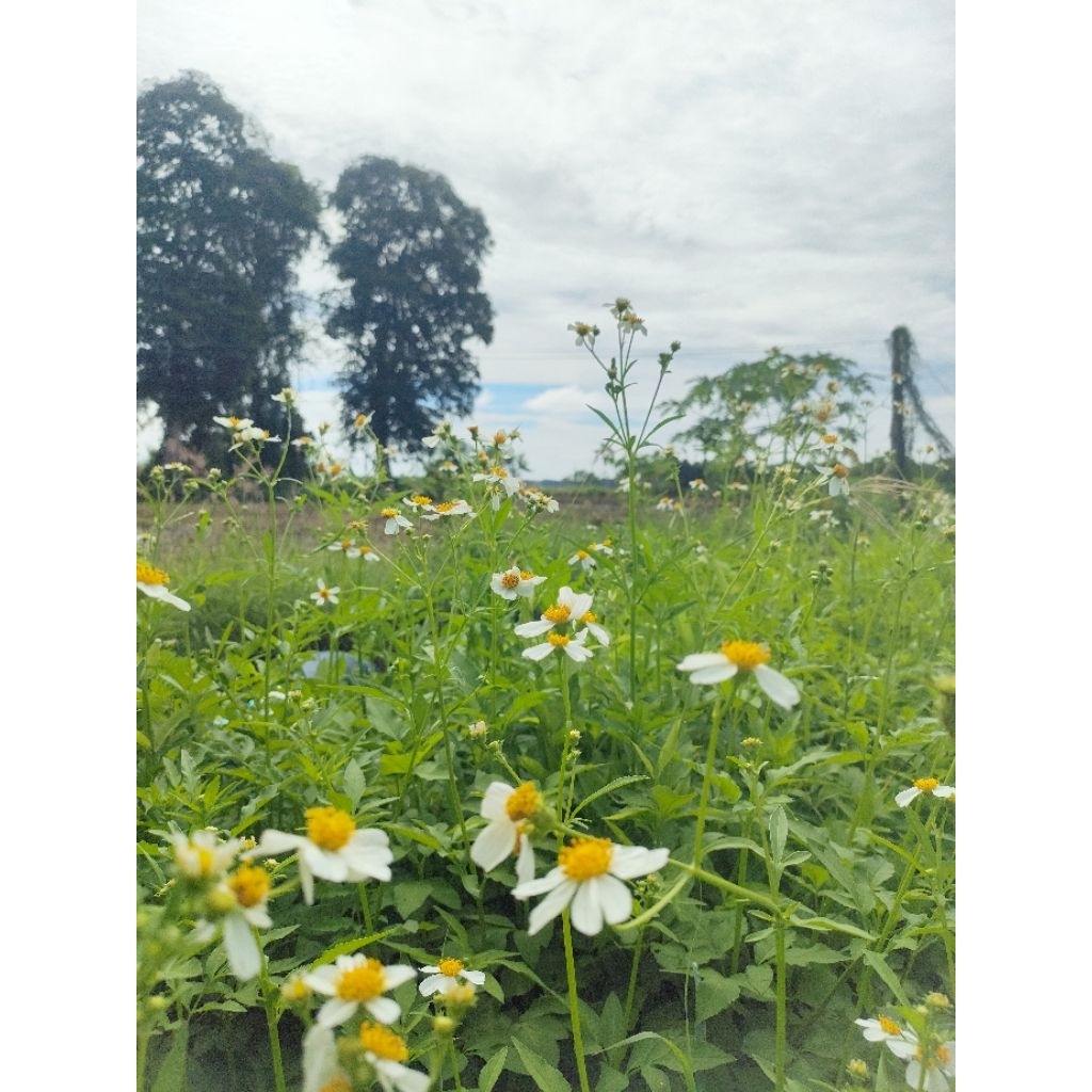 กิ่งพันธุ์ดาวดอยหรือปืนนกไส้ ผักเพื่อสุขภาพผักสำหรับปั่น - รูปที่ 2