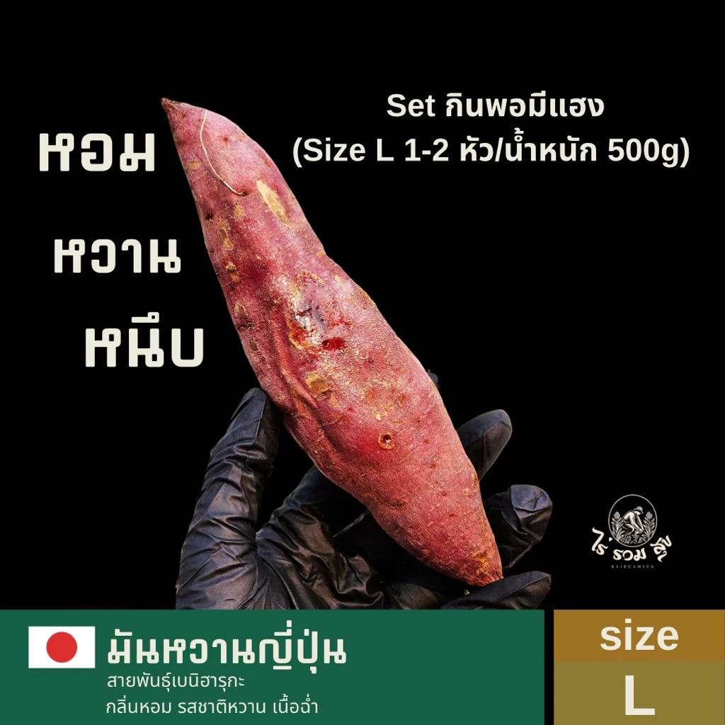 Set กินพอมีแฮง | Size 9-12 หัว/น้ำหนัก 3kg มันหวานญี่ปุ่นเบนิฮารุ่นกะ กลิ่นหอม รสชาติหวานฉ่ำ