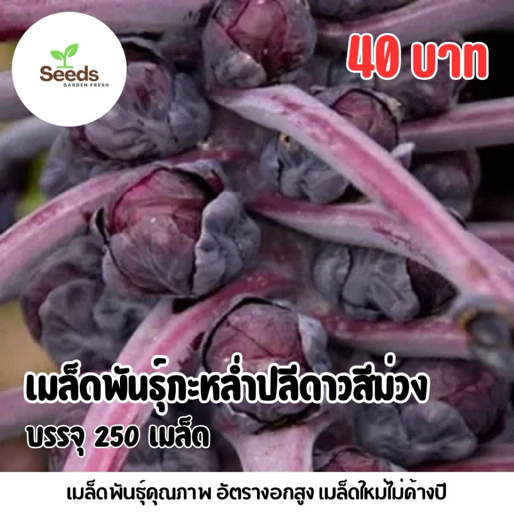 เมล็ดพันธุ์กะหล่ำปลีดาวสีม่วง บรรจุ 250 เมล็ด