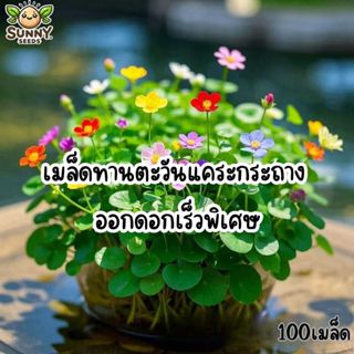 เมล็ดหญ้าคอปเปอร์คอยน์ หลายสี ปลูกง่าย โตเร็ว พร้อมส่ง 500 เ…