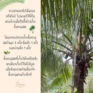 น้ำตาลมะพร้าวแท้เพชรบุรี (แบบถุง) 1 กิโล