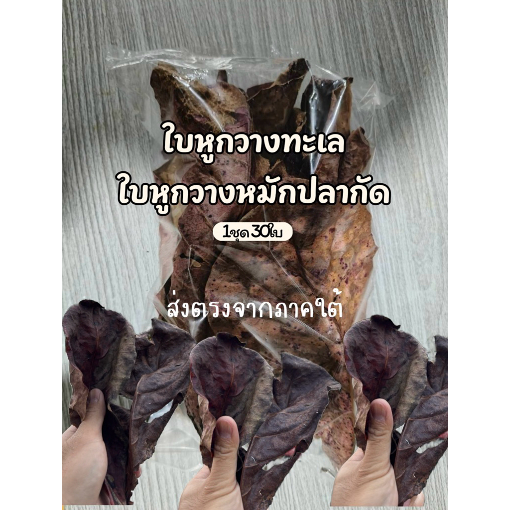 ใบหูกวางทะเล (ไม่มีเมือก น้ำสวยมาก)ใบหูกวางสำหรับหมักปลากัด