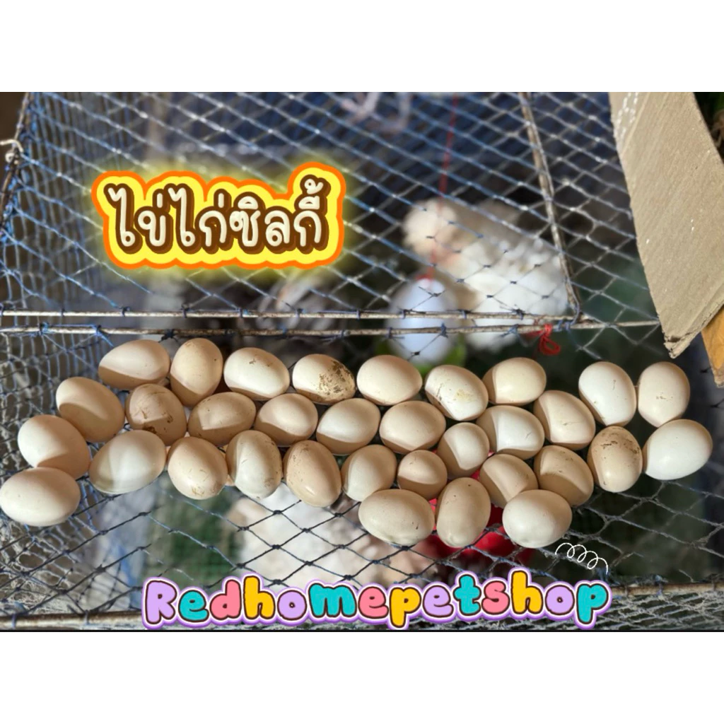 ไข่เชื้อไก่ซิลกี้อเมริกา ชุดรวมขน(ขนกลับ ขนซาติน ขนไหม) ราคาต่อ 1 ฟอง (ซื้อ 5 ฟอง แถม 1 ฟอง)