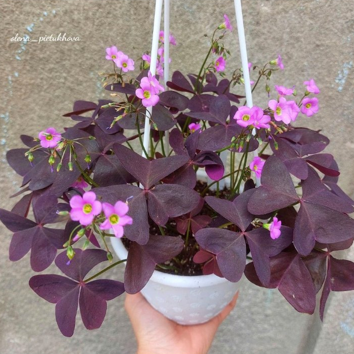 (ชุดละ5หัวเล็ก) หัวผีเสื้อราตรี อ็อกซาลิซ มารูนลีฟ (Oxalis Maroon Leaf)ใบสีน้ำตาลม่วงมนๆ ดอกชมพูน่ารักปลูกง่ายจ้า