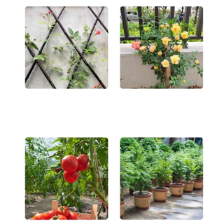 ลวดมัดต้นไม้หุ้มพลาสติก อเนกประสงค์ แข็งแรงทนทาน พร้อมตัวตัดลวด ขนาด 30/50/100 เมตร