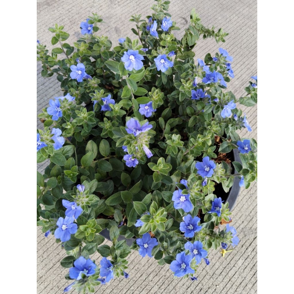 ฟ้าประดิษฐ์
Ground-morning Glory

