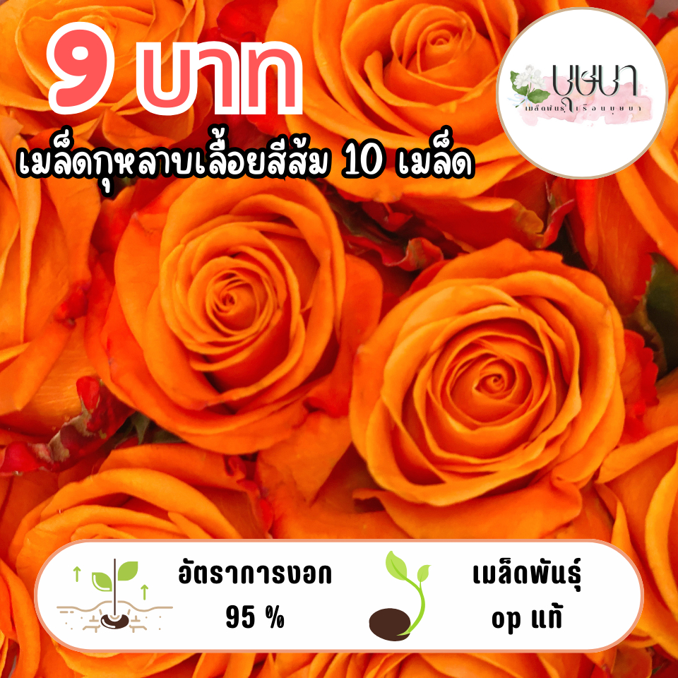 เมล็ดดอกกุหลาบเลื้อยส้ม 9บาท