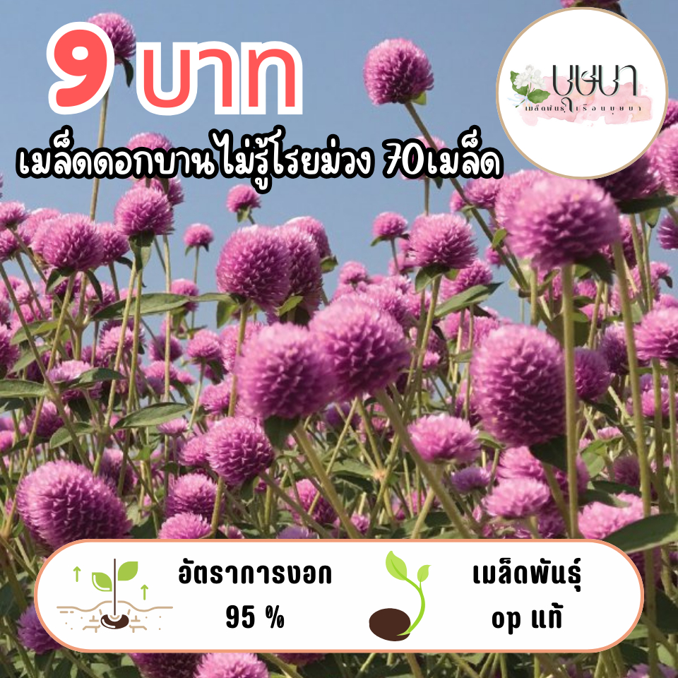 เมล็ดดอกบานไม่รู้โรยม่วง 9บาท