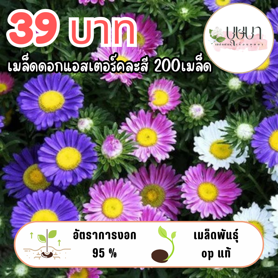 เมล็ดพันธุ์ดอกแอสเตอร์คละสี 39บาท