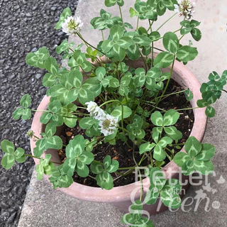 เมล็ดพันธุ์ ไวท์ โคลเวอร์ 200 เมล็ด (WHITE CLOVER) นำเข้า การันตีสายพันธุ์