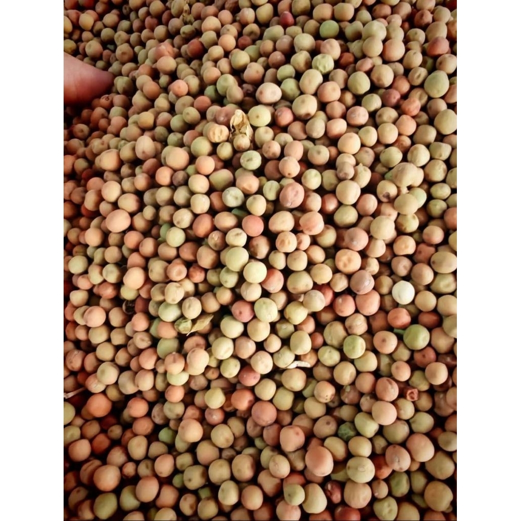 ถั่วลันเตาปลูก  1กิโล(ใบใหญ่) ปลูกกินยอด กินใบ กินฝัก (เมล็ดโต้วเหมี่ยว) - รูปที่ 3