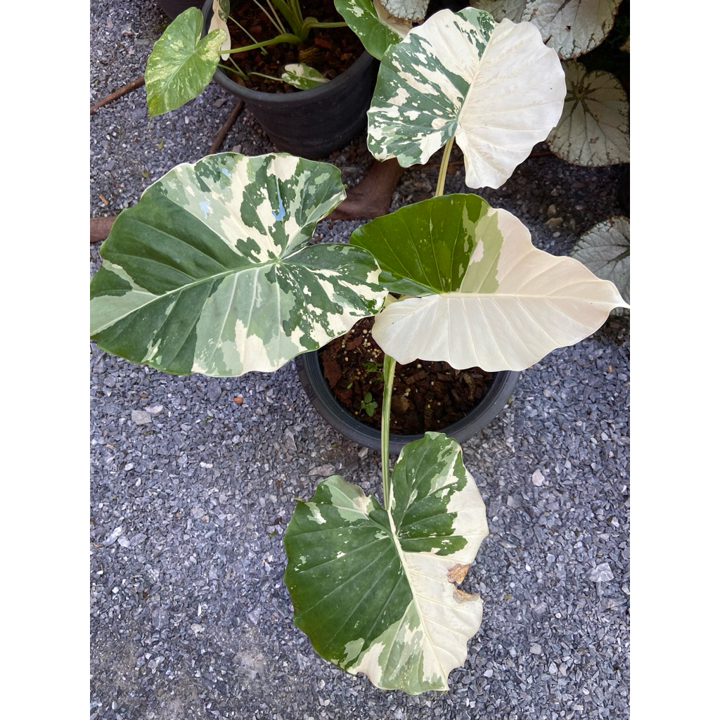 บอนหูช้างด่างขาว Alocasia Gageana Albo Variegated