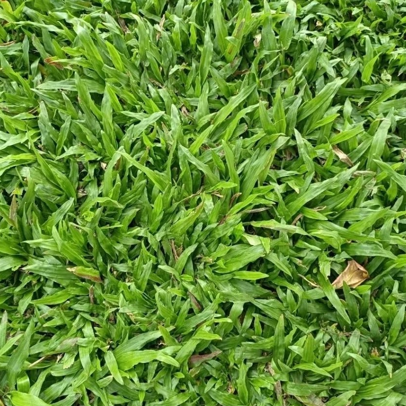 1,000 เมล็ด หญ้ามาเลย์ ปลูกง่าย งอกใน 5-7 วัน สนามสวนหย่อมที่แดดรำไร