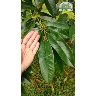 เอวากรีน(ธาตุอาหารรอง-เสริม 8 ชนิด MgO S Zn Fe Cu Mn B Mo) 500g.