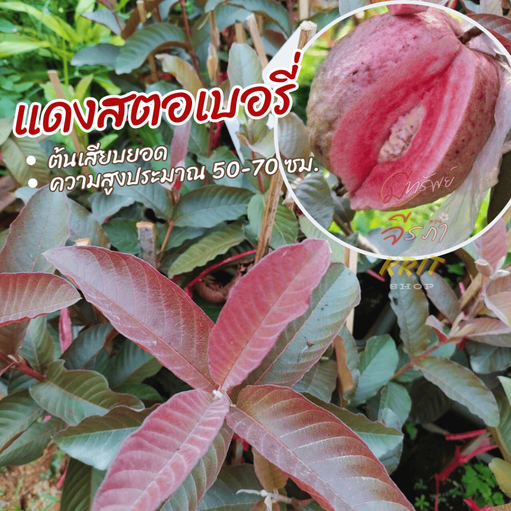 ต้นฝรั่งไส้แดง แดงสตอเบอรี่ เสียบยอดตอโอกินาว่า