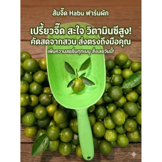 ส้มจี๊ด มะปี๊ด (ส้มจี๊ด) (calamansi) | ส่งตรงจากจันทบุรี ส้มจี้ด มะปี้ด