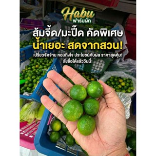มะปี้ด (ส้มจี๊ด)  (calamansi) I ส่งตรงจากจันทบุรี
