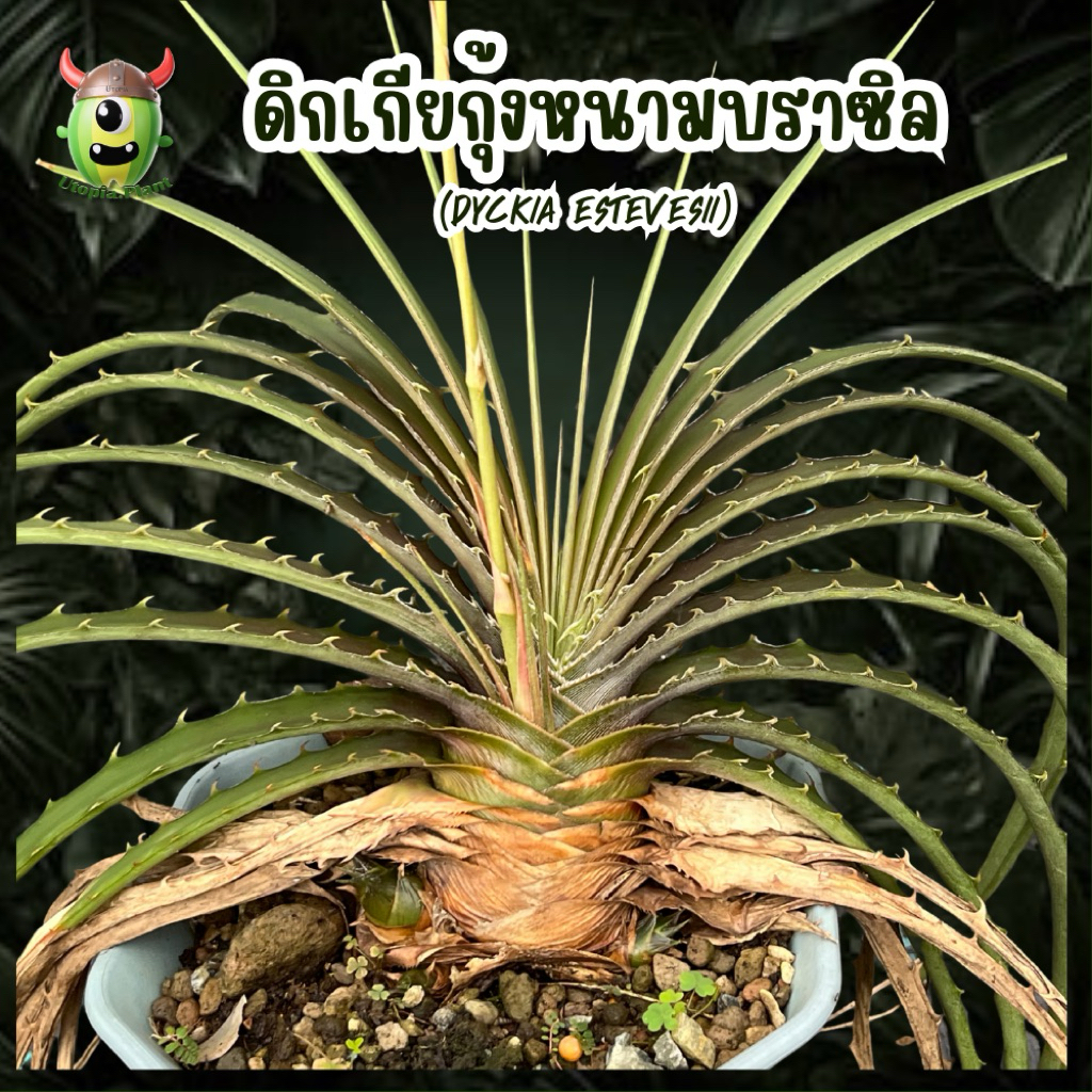 สับปะรดหนาม กุ้งบราซิล (Dyckia estevesii)