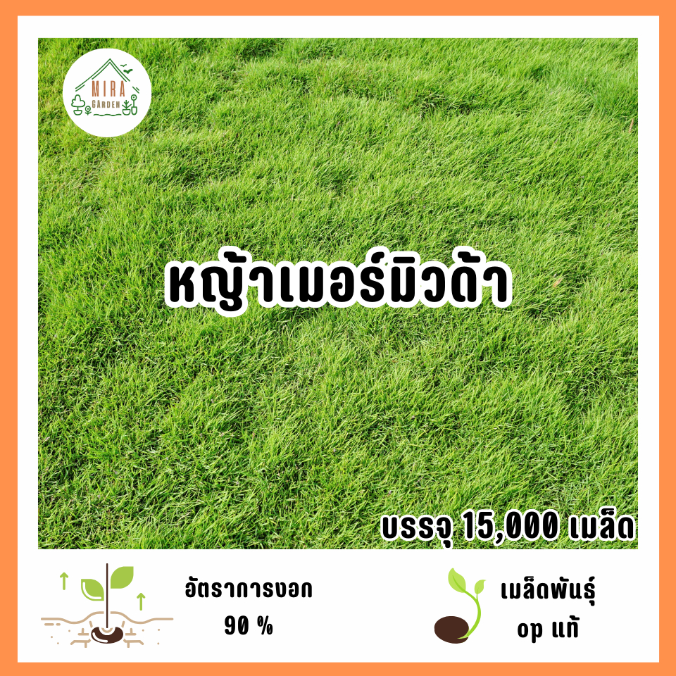 เมล็ดพันธุ์หญ้าเมอร์มิวด้า 15,000 เมล็ด