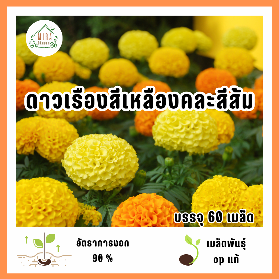 เมล็ดพันธุ์ดอกดาวเรืองสีเหลืองคละสีส้ม 60 เมล็ด