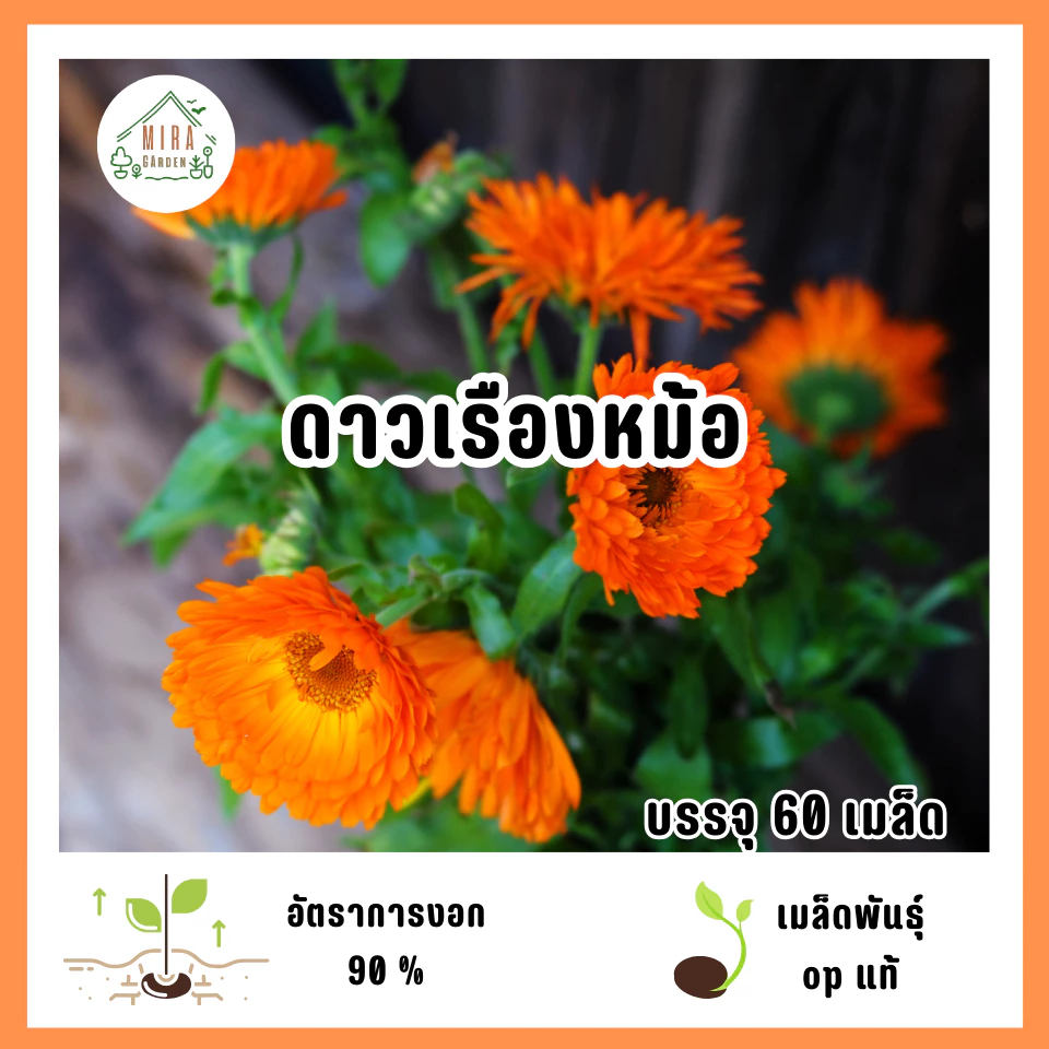 เมล็ดพันธุ์ดอกดาวเรืองหม้อ 60 เมล็ด