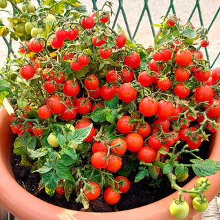 เมล็ดพันธุ์ มะเขือเทศ เรดโรบิน Red Robin Tomato Seed 20 เมล็ด คุณภาพดี ของแท้ 100%