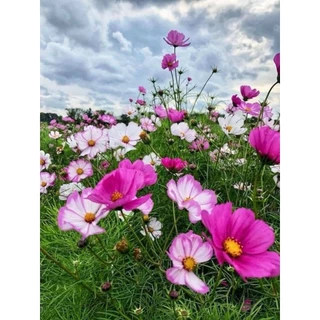 เมล็ดพันธุ์ดอกคอสมอส(แคระ) 100 เมล็ด