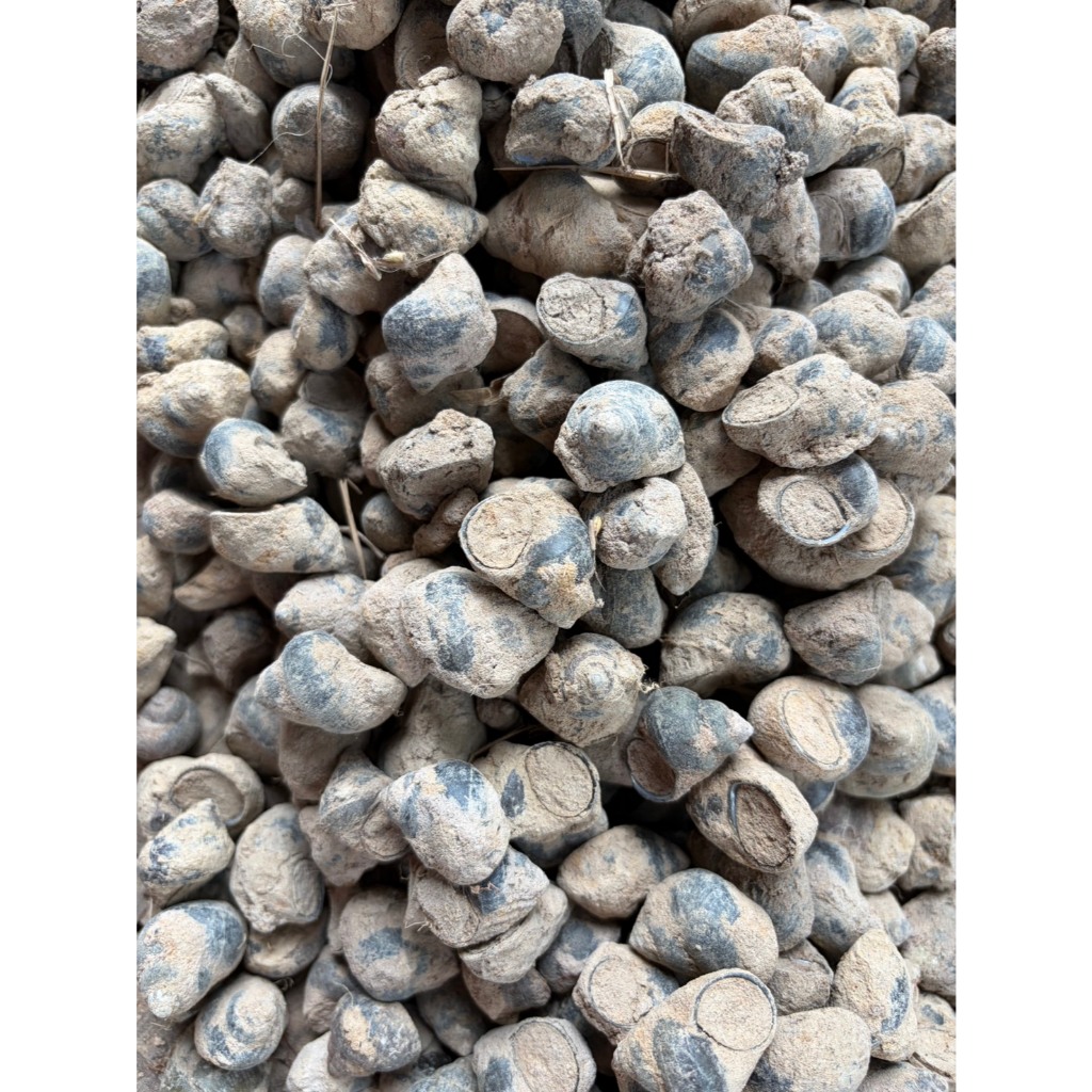 หอยขัว หอยขม หอยจำศีล หอยนาธรรมชาติ หอยจุ๊บ