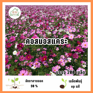 เมล็ดพันธุ์ดอกคอสมอสแคระ 200 เมล็ด