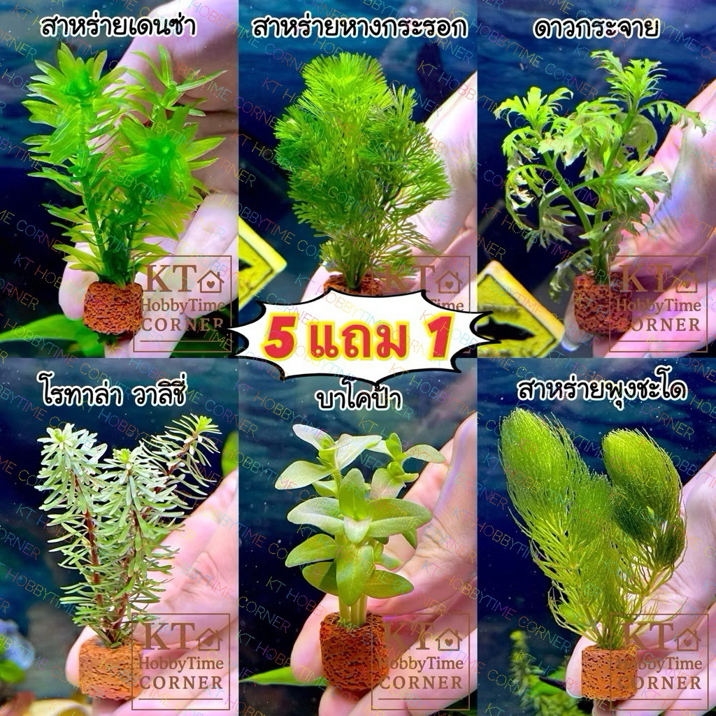 💥5 แถม 1💥 ต้นไม้น้ำ (ต้นเล็ก) ตกแต่งตู้ปลา อ่างปลา ใส่โหลปลากัดได้ เลี้ยงง่าย ไม่ต้องใช้ CO2
