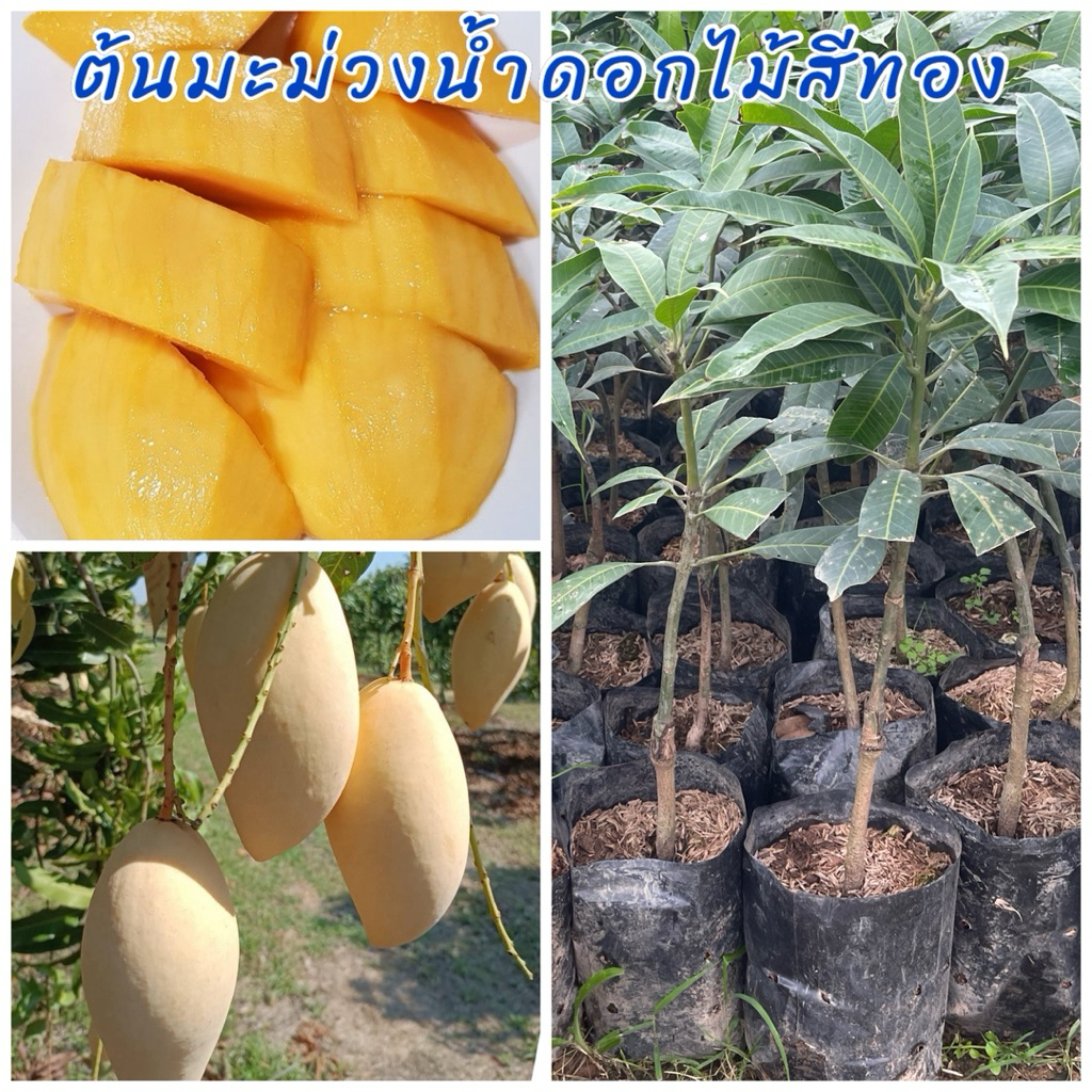 ต้นมะม่วงน้ำดอกไม้สีทอง เสียบยอด ผลสุกรสชาติหวาน ต้นพันธุ์แข็งแรง ขนาดต้น 50ซม.