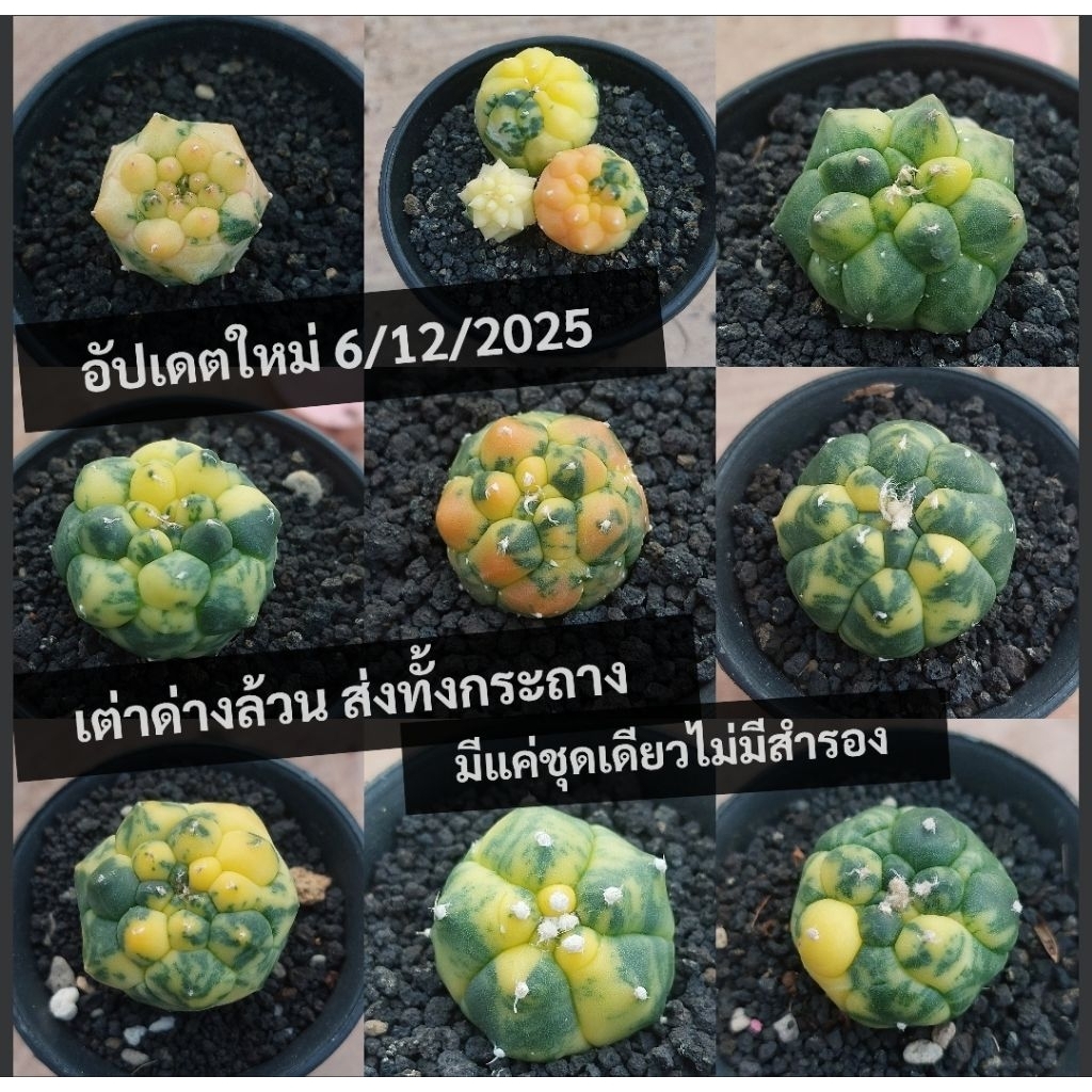 แอสโตรด่าง ด่างแดง ม่วง/ซุปเปอร์/วี/เต่า กิ๊กโกะ แอสโตรไฟตัม ไม้ด่าง/Astrophytum /cactus
