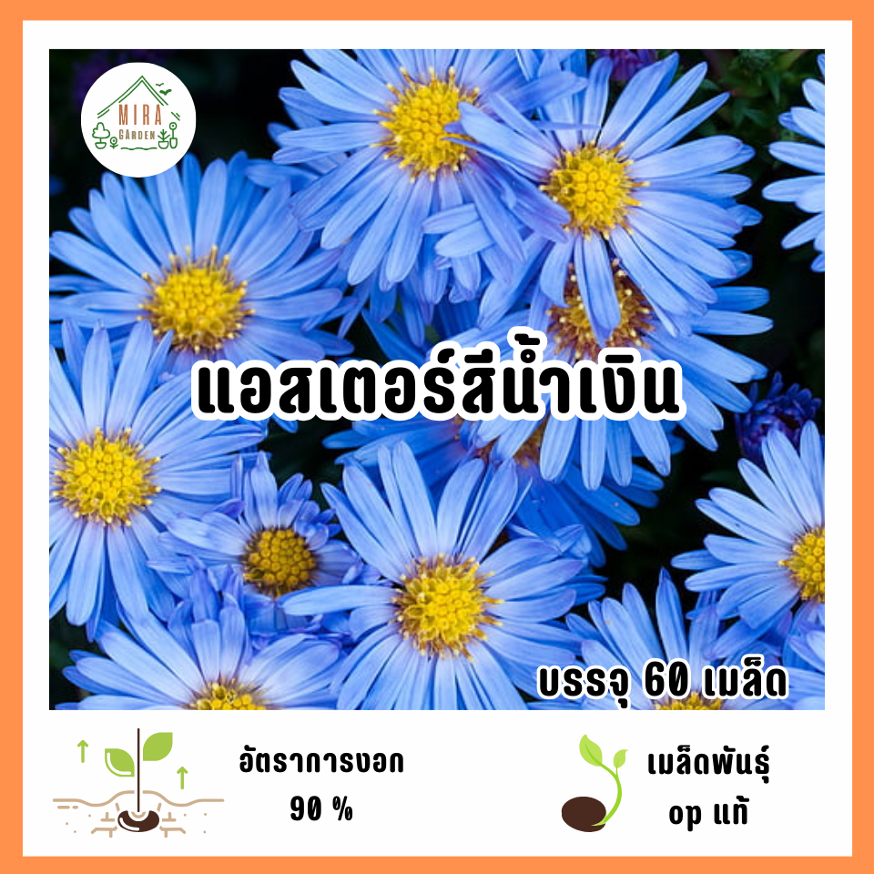 เมล็ดพันธุ์ดอกแอสเตอร์สีน้ำเงิน 60 เมล็ด