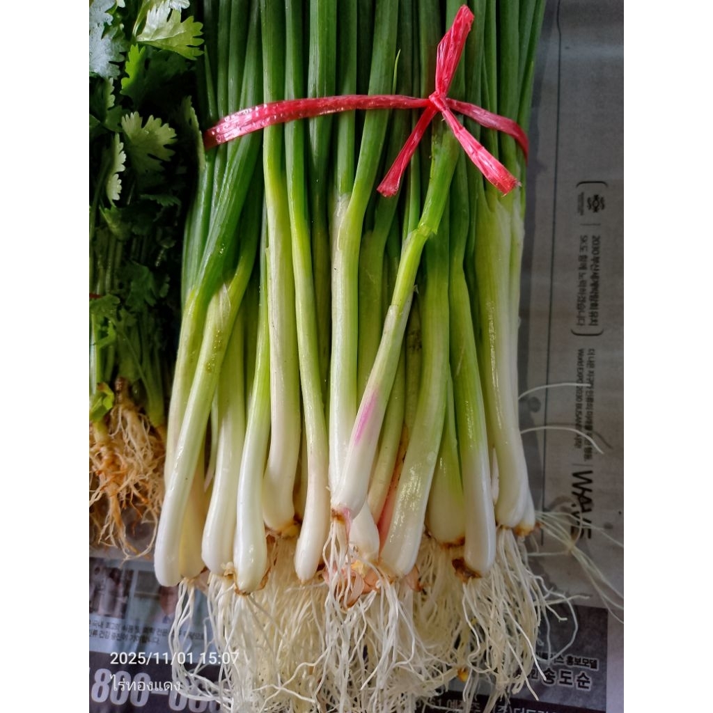 ต้นพันธุ์หอมบั่วเลยราคาถูก 40ต้น100 มีแถม