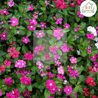 เมล็ดพันธุ์ดอกแพงพวยคละสี 50 เมล็ด